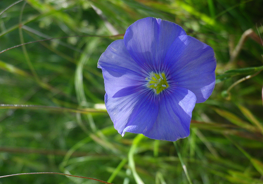  багаторічний (Linum perenne)